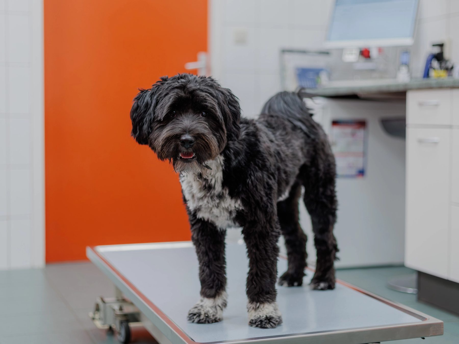 Hond op de behandeltafel